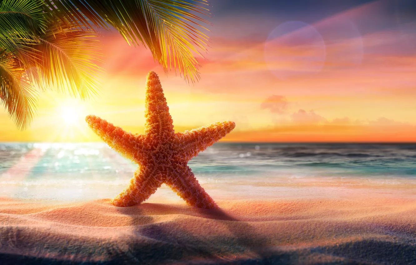 Фото обои песок, море, пляж, звезда, beach, sea, sunset, sand