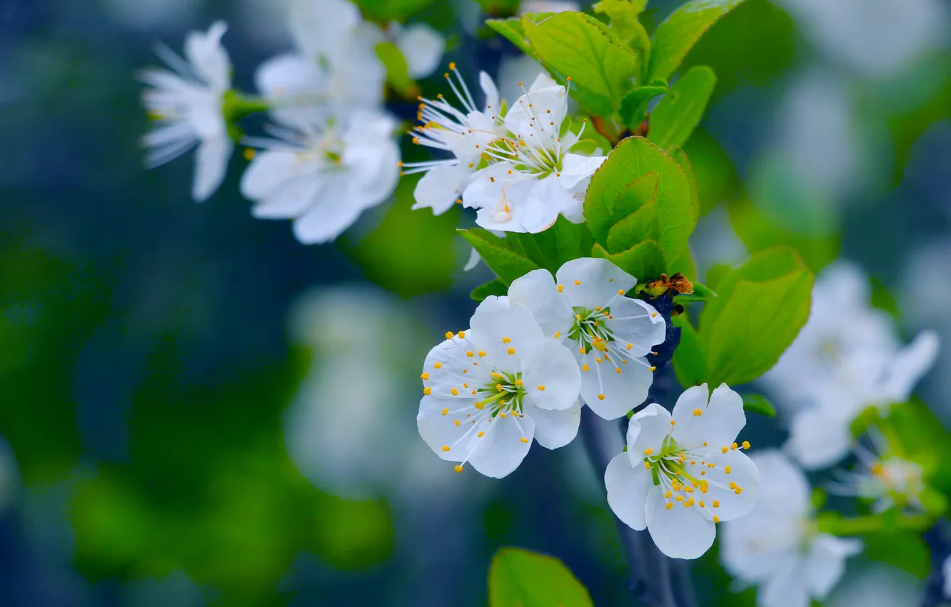 Фото обои white, flower, spring, twig