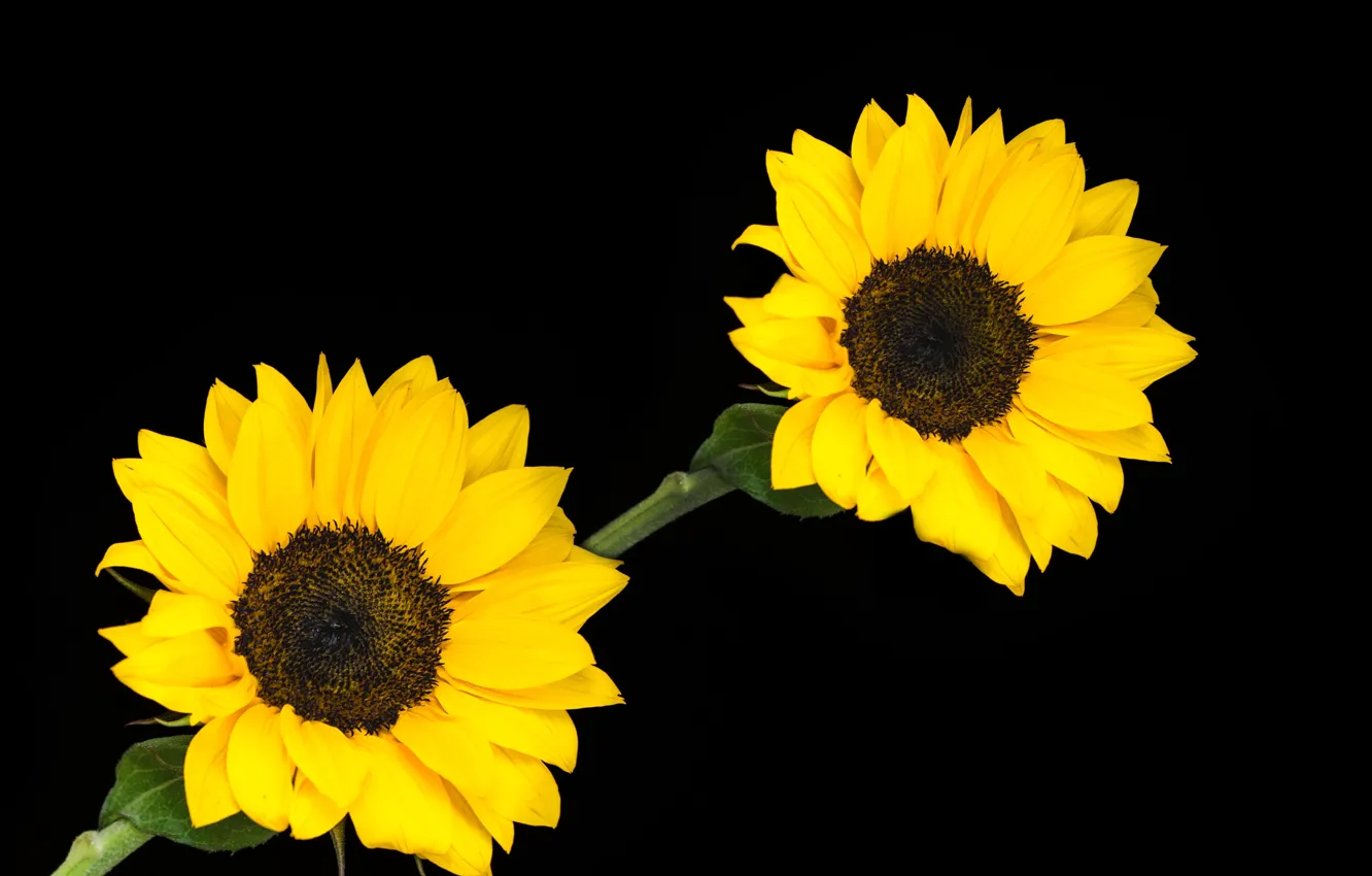 Фото обои flowers, plants, sunflowers, blooming