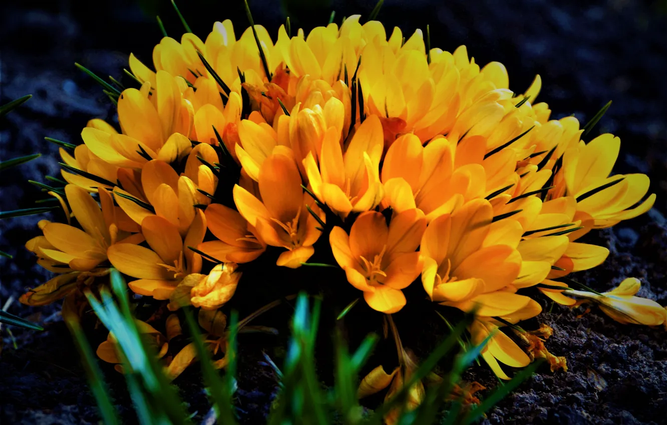 Фото обои Весна, Букет, Крокусы