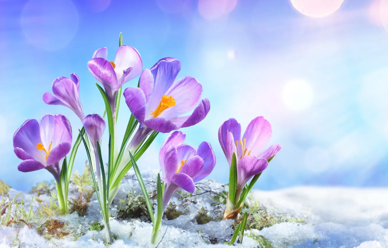 Фото обои снег, цветы, весна, крокусы, flowers, snow, spring, crocus