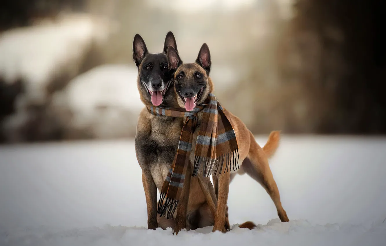 Фото обои зима, собаки, шарф