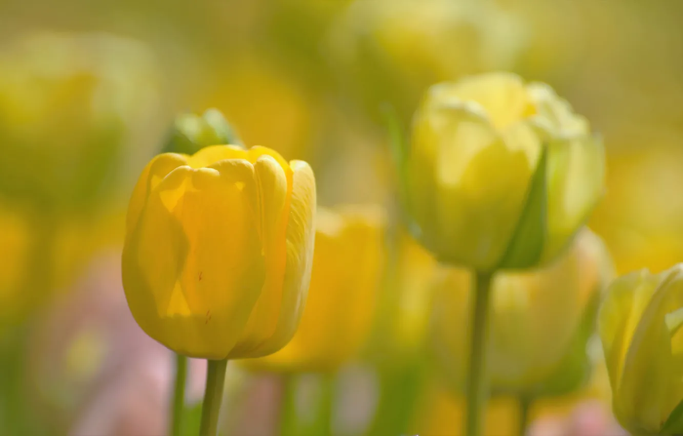 Фото обои бутон, тюльпаны, боке, жёлтые тюльпаны
