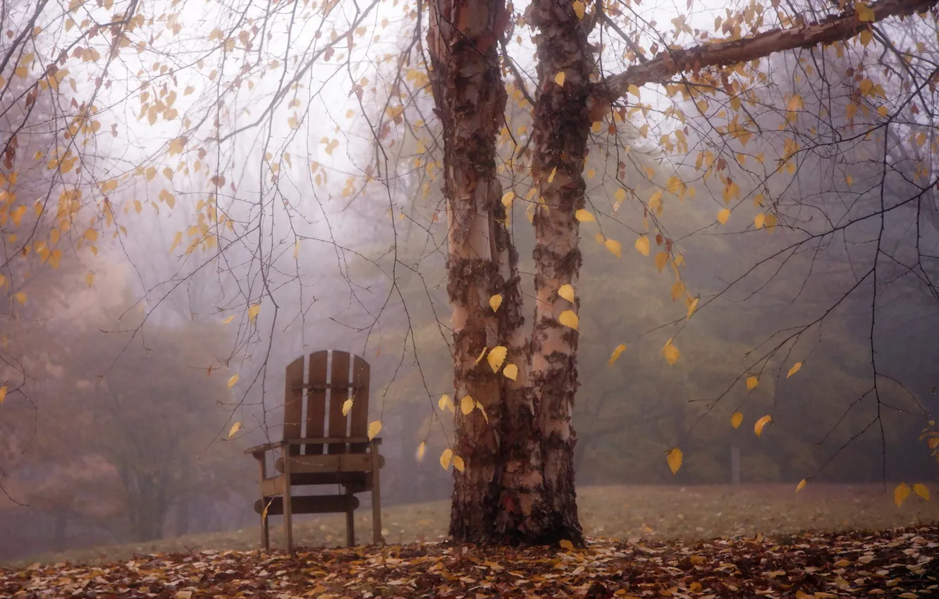 Фото обои осень, пейзаж, туман, дерево, кресло
