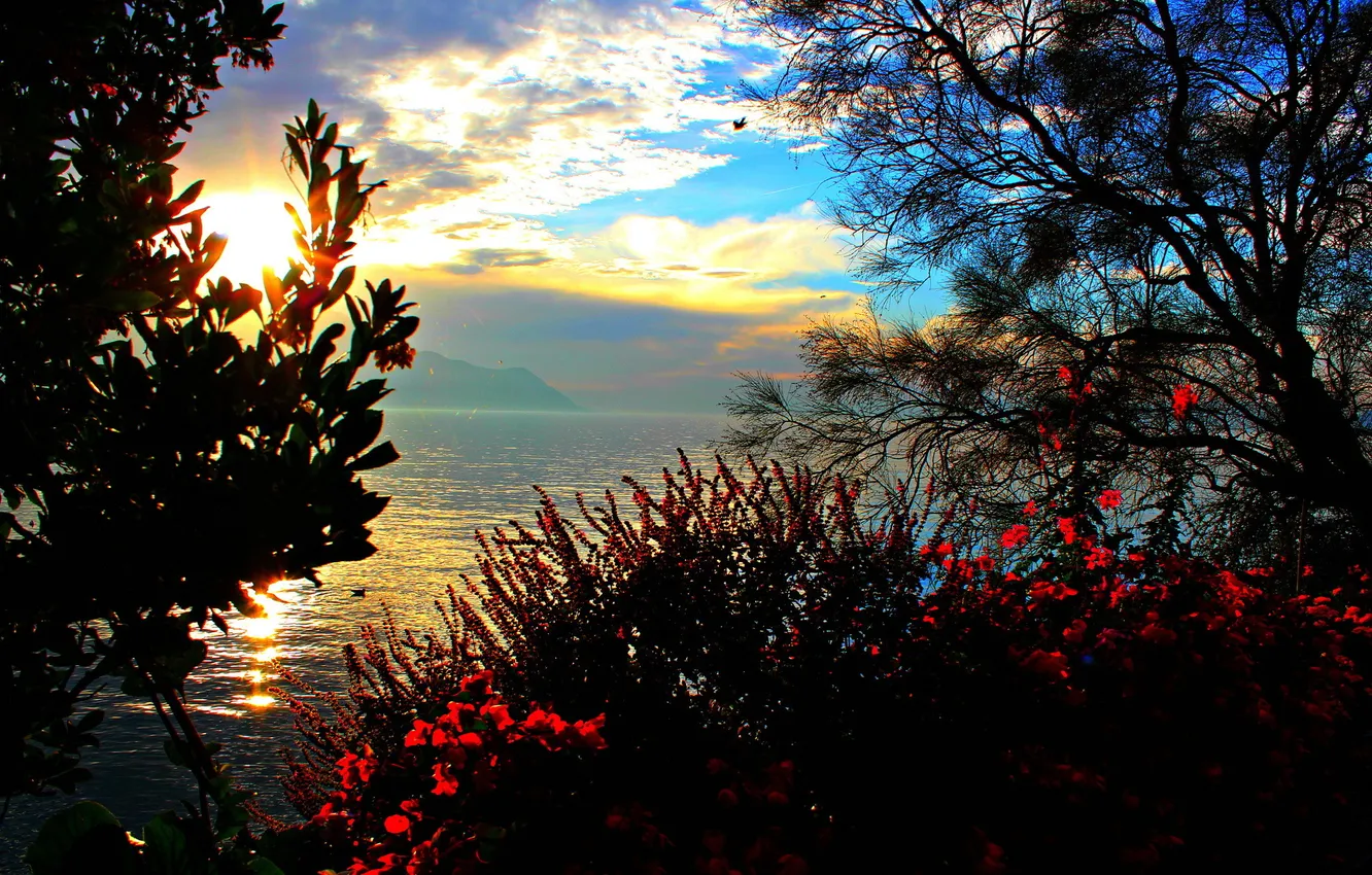 Фото обои деревья, озеро, рассвет, утро, Швейцария, кустарник