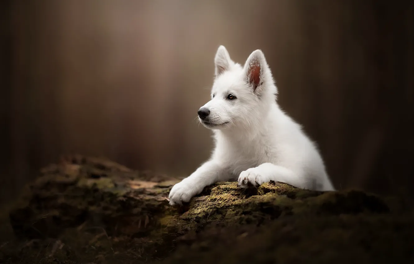 Фото обои фон, собака, щенок, бревно, Белая швейцарская овчарка