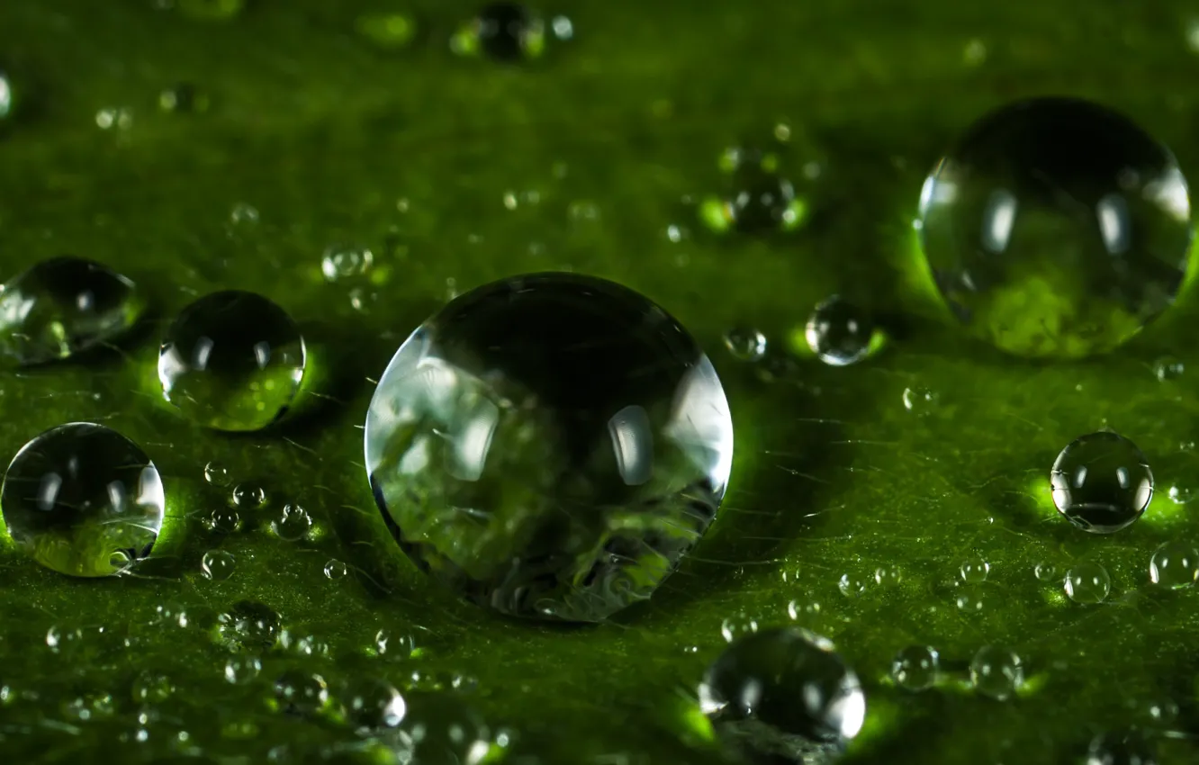 Фото обои Капли, Растение, Зеленый, Роса, Green, Water, Wet, Drops