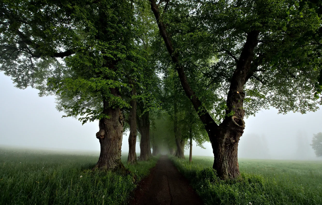 Фото обои дорога, деревья, туман
