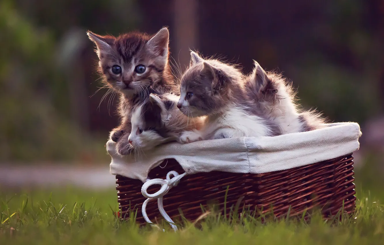 Фото обои котята, травка, корзинка