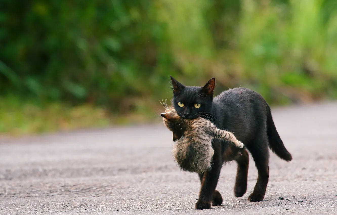 Фото обои дорога, кошка, малыш, черная, котёнок, забота, детеныш, мама