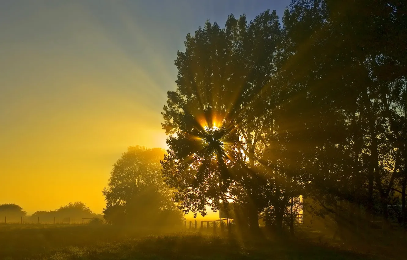 Фото обои солнце, ночь, восход, дерево