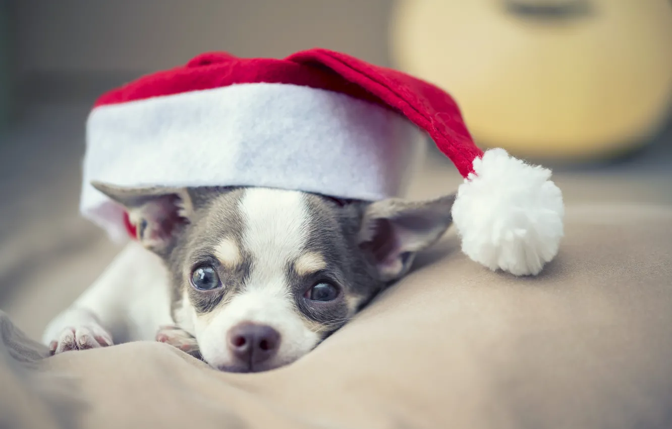 Фото обои собака, Новый Год, Рождество, Christmas, dog, New Year, xmas, Merry