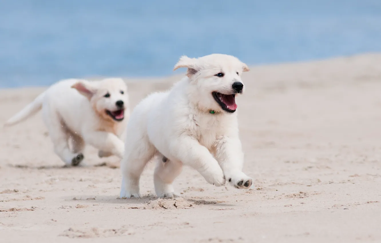 Фото обои песок, собаки, пляж, макро, щенки, бег