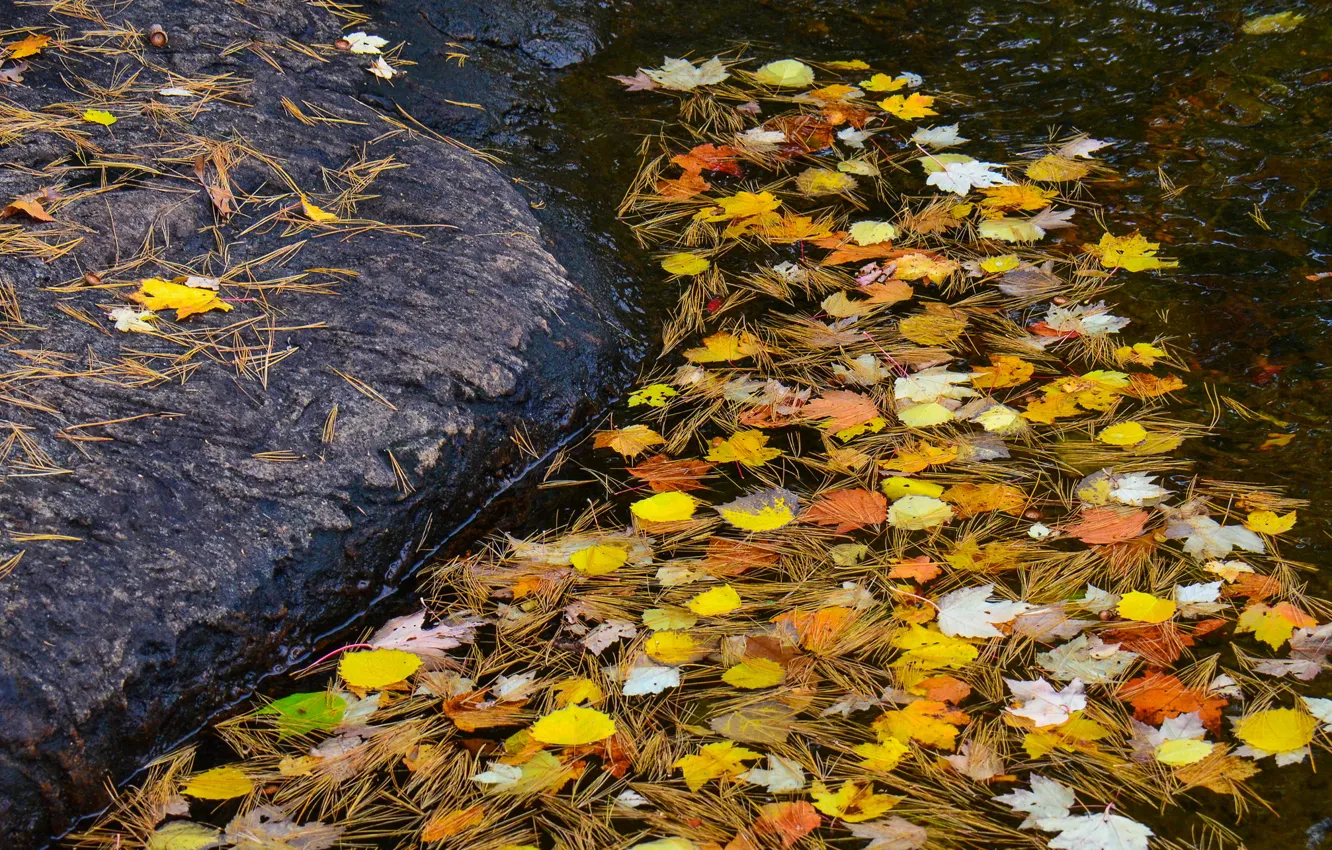 Фото обои осень, листья, вода, ручей, камень, хвоя