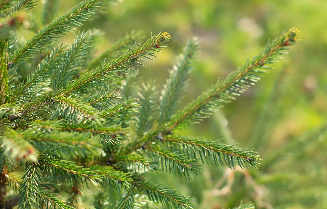 Фото обои green, spruce, twig