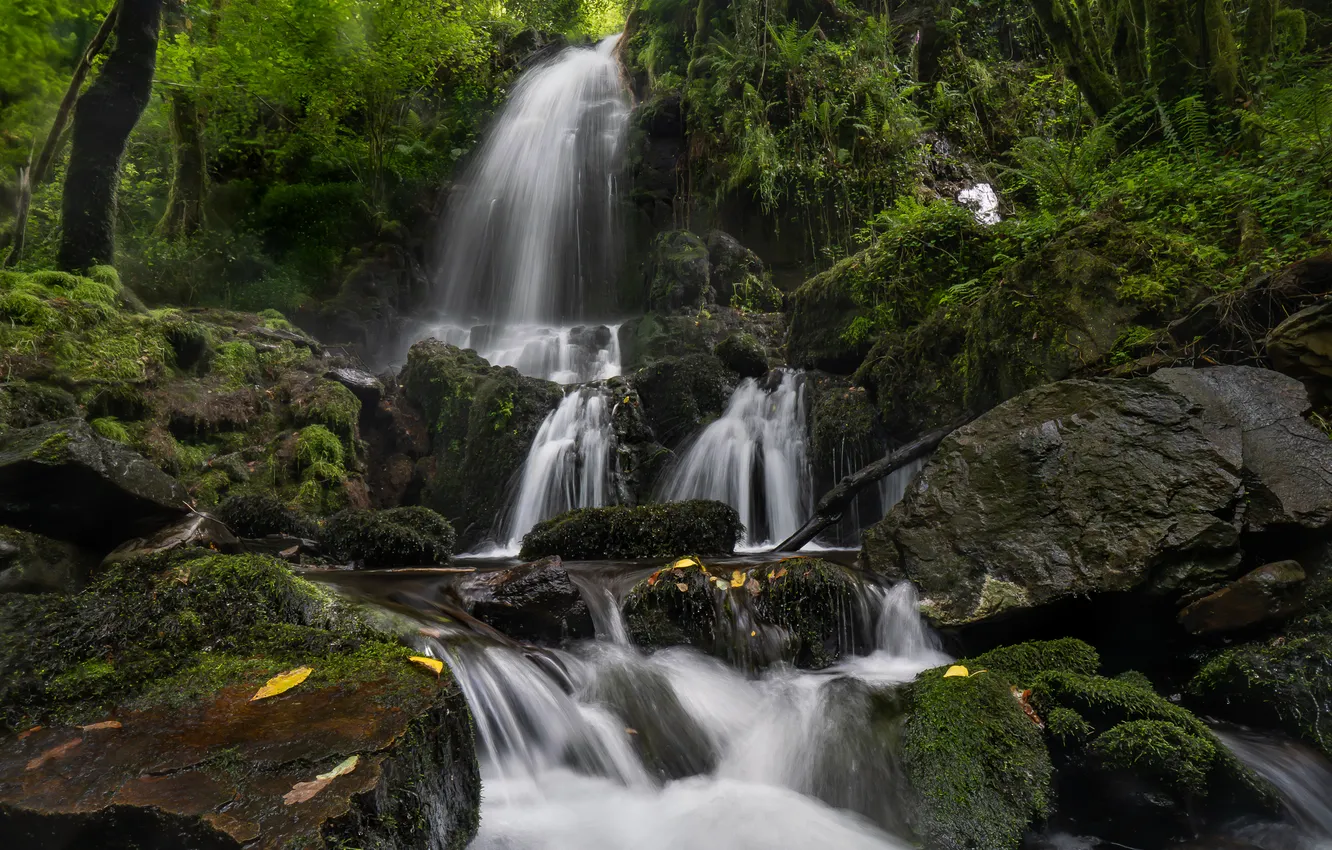 Фото обои зелень, лес, ветки, камни, берег, водопад, поток, каскад