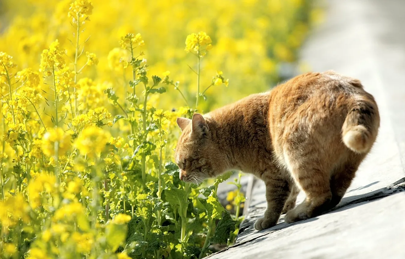 Фото обои дорога, кошка, кот, цветы, природа, желтые, рыжий, обочина