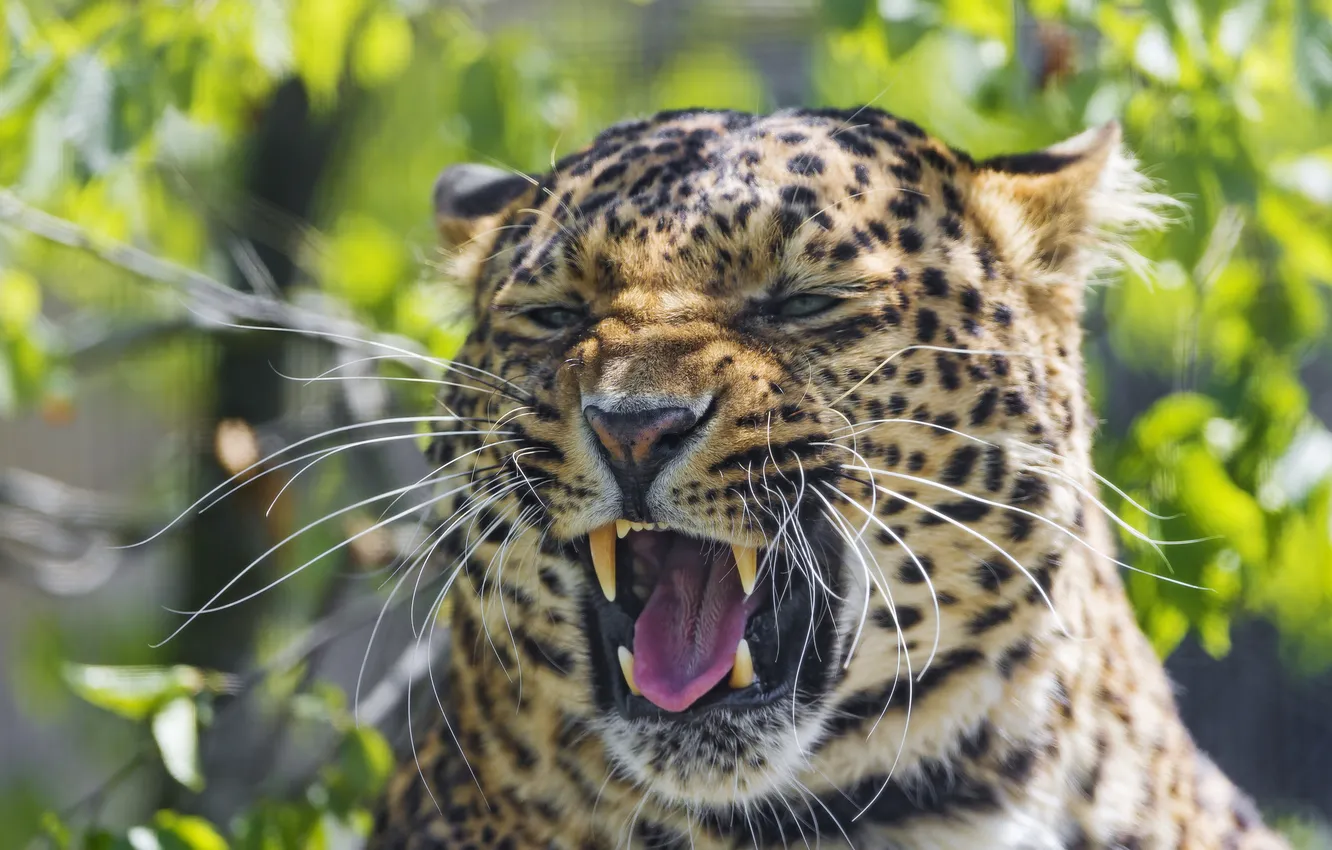 Фото обои кошка, морда, пасть, леопард, ©Tambako The Jaguar