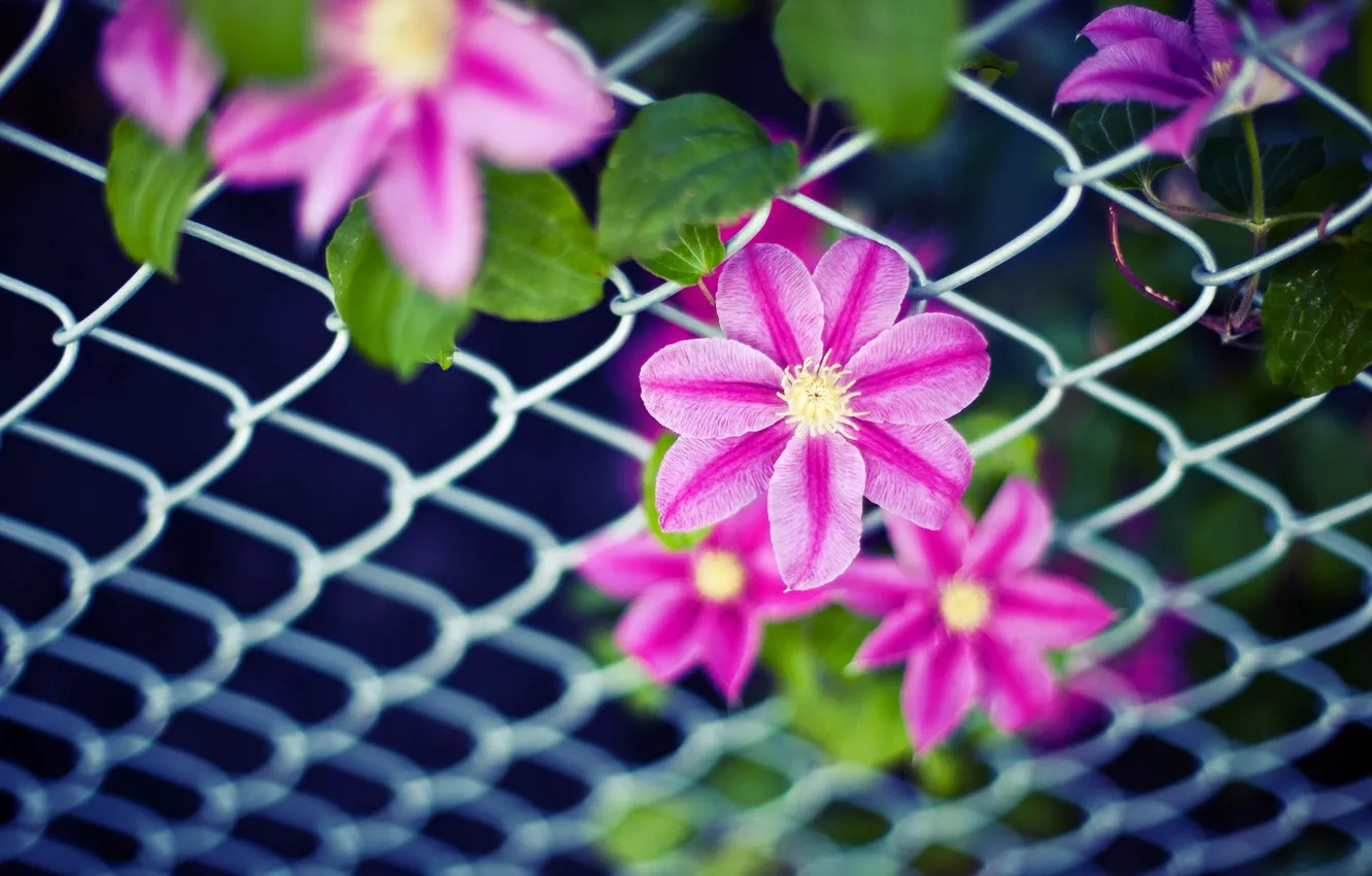 Фото обои листья, цветы, фон, сетка, розовый, widescreen, обои, забор
