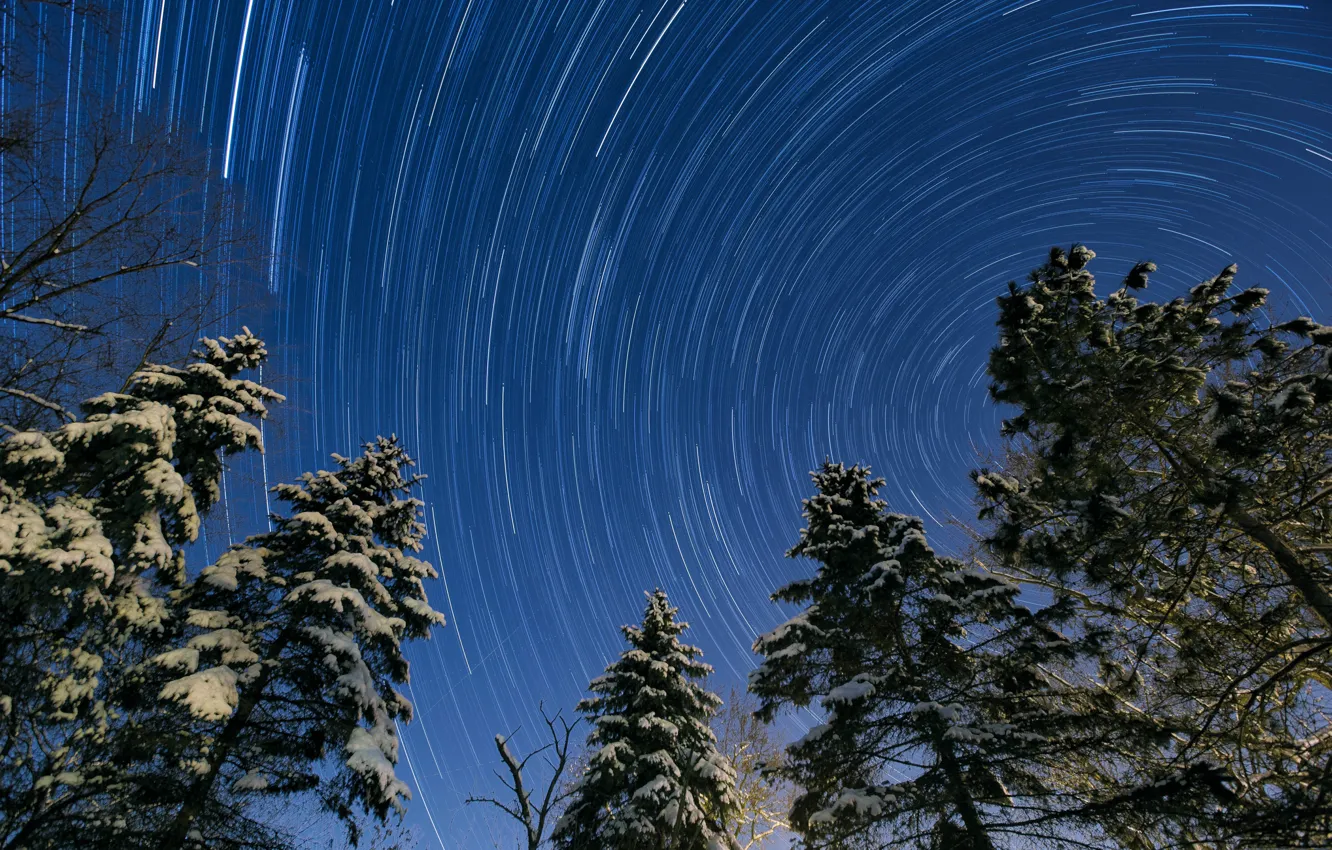 Фото обои небо, звезды, деревья