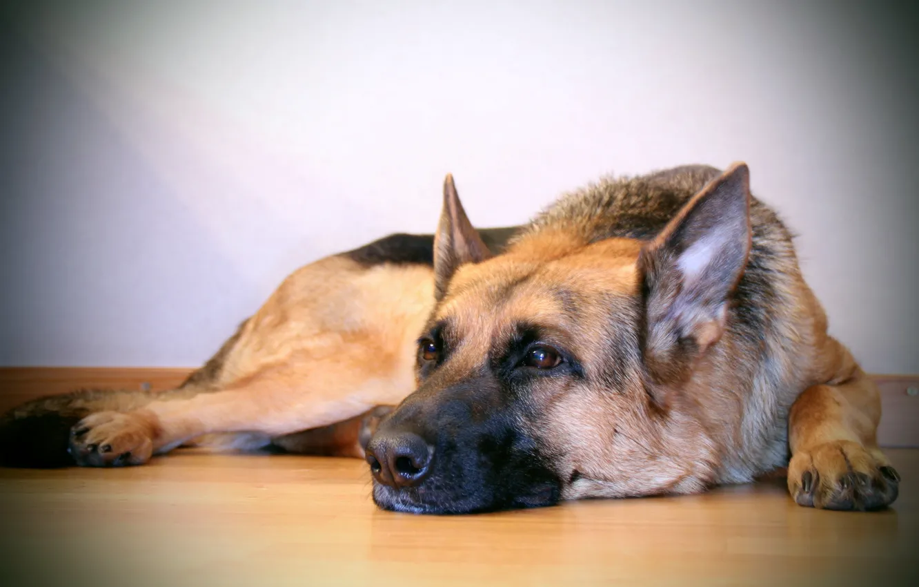 Фото обои друг, Dog, German Shepherd