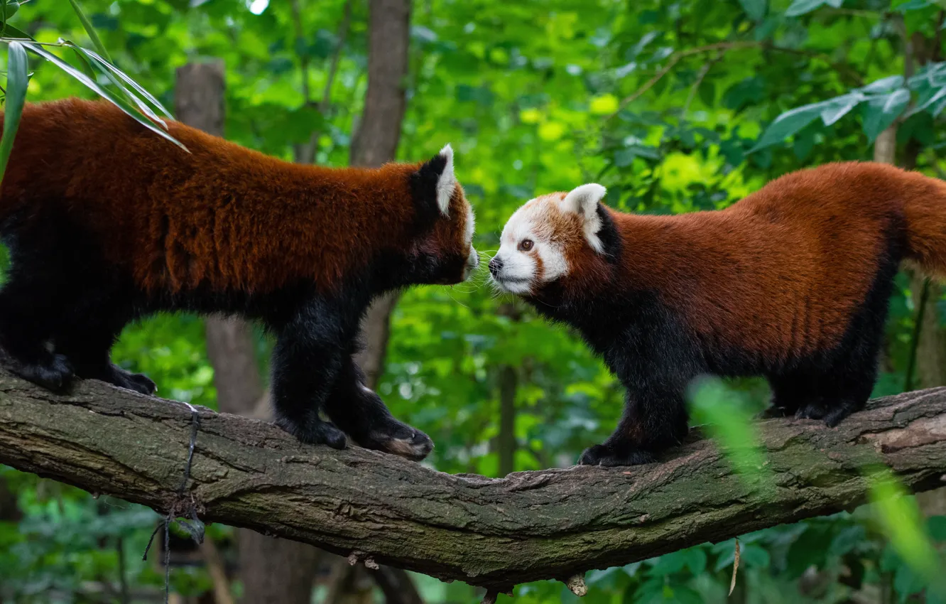 Фото обои дерево, пара, Красная панда, Малая панда