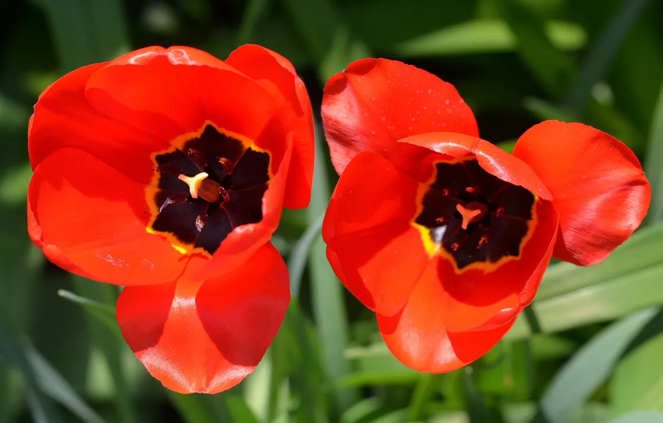 Фото обои Макро, Macro, Red tulips, Красные тюльпаны