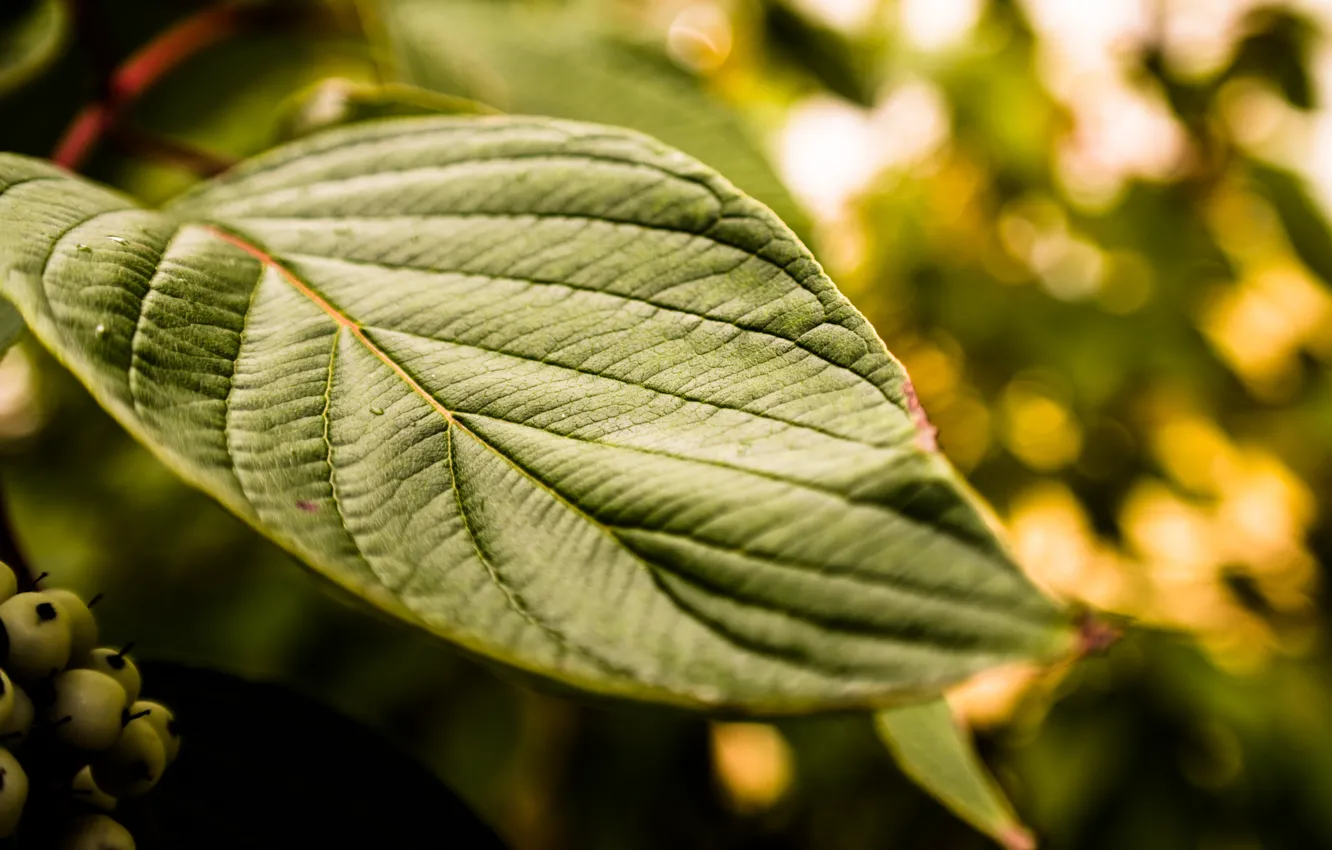 Фото обои Green, Rain, Leaf, Leaves, Lush, Raindrop