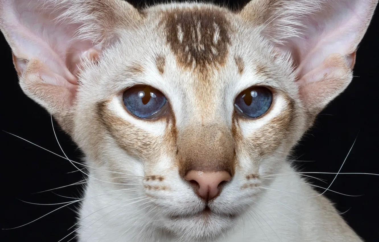 Фото обои взгляд, портрет, мордочка, уши, голубые глаза, котейка, Ориентальная кошка