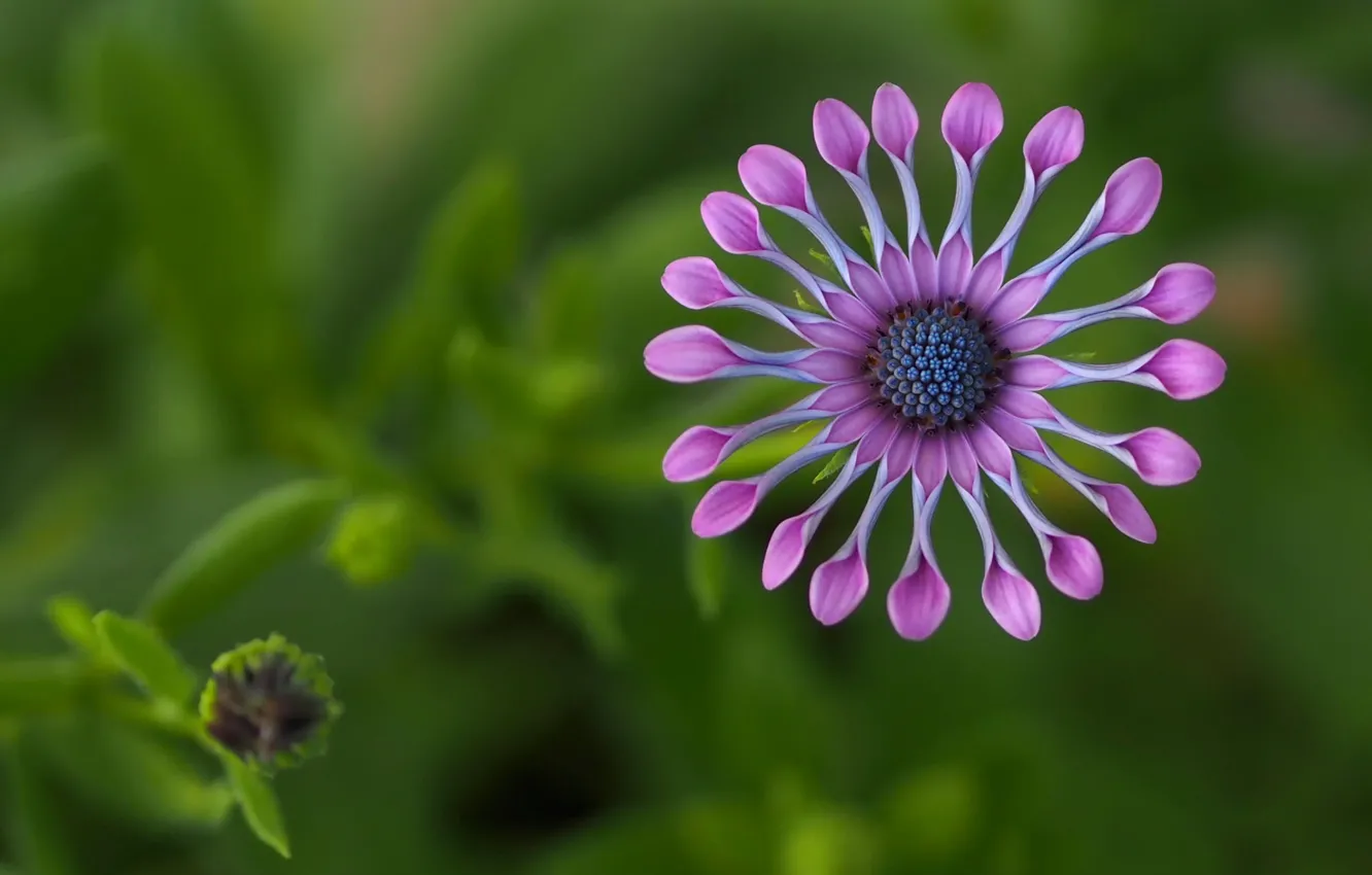 Фото обои цветок, Африка, Osteospurmum