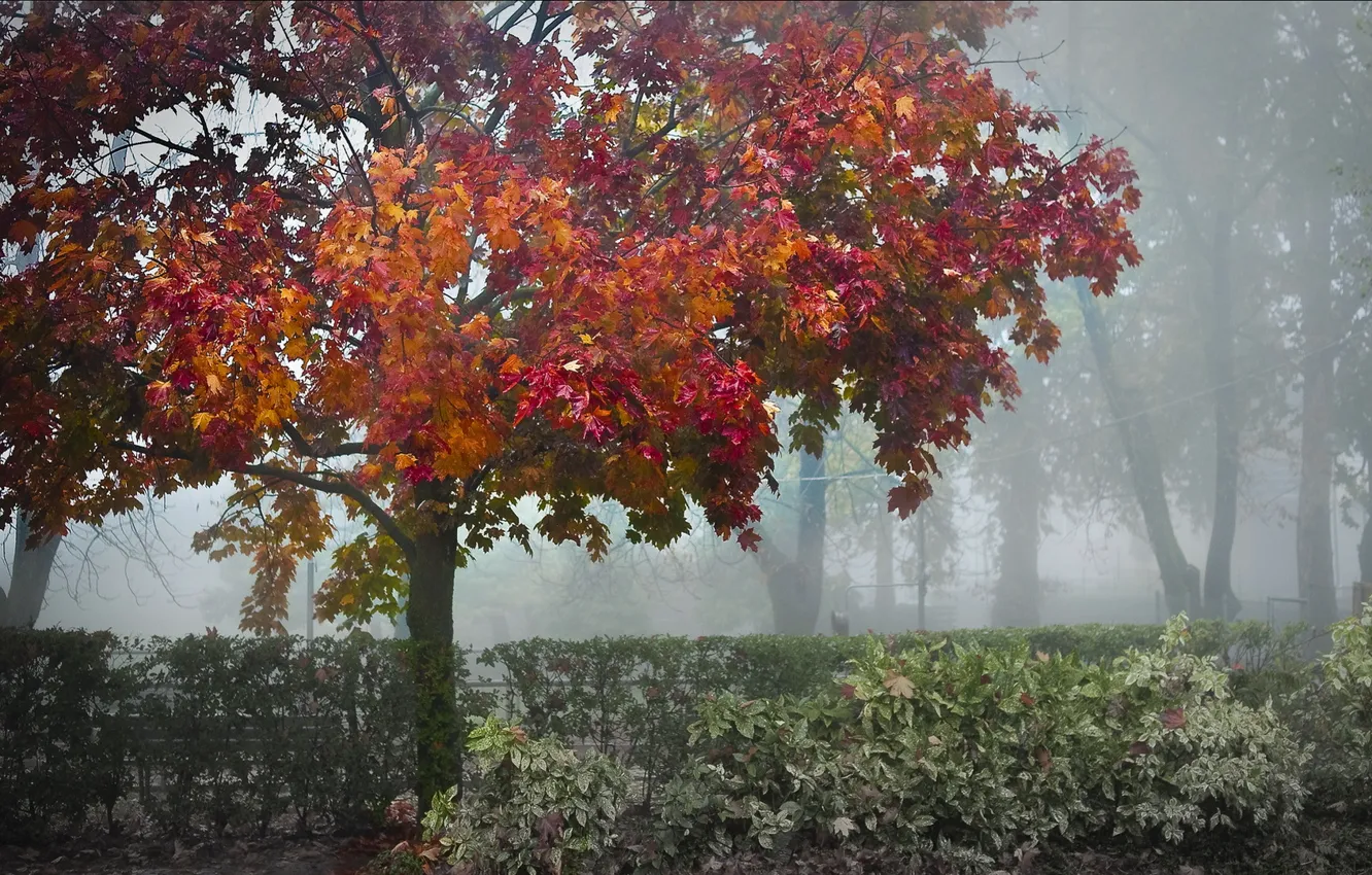 Фото обои осень, деревья, туман, парк, кустарник