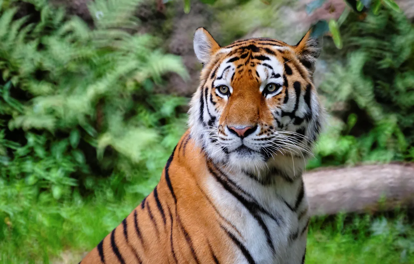 Фото обои природа, тигр, nature, tiger, bengal tiger, бенгальский тигр, бенгальские тигры, 2022