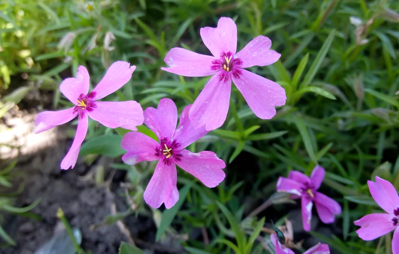 Фото обои Цветок, Flower, little