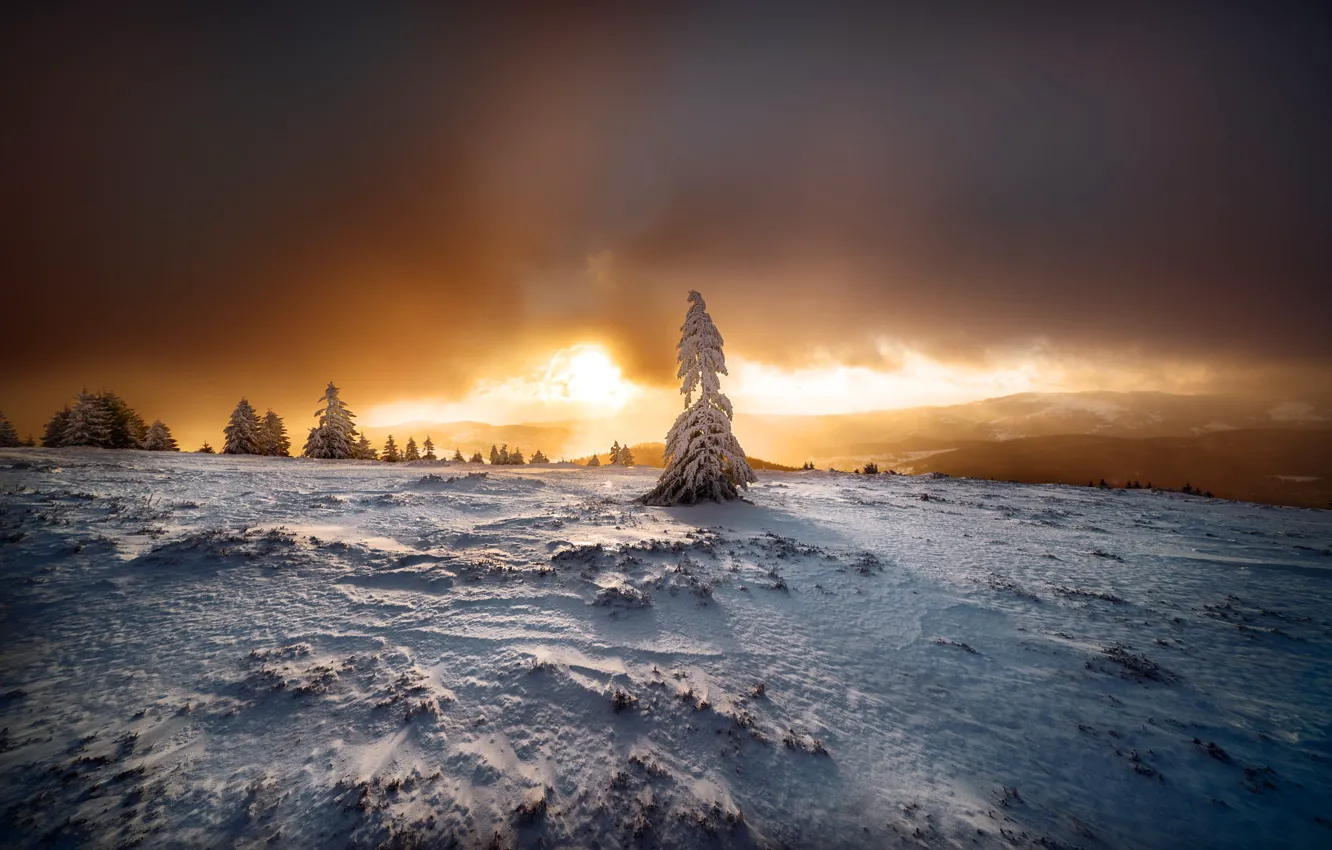 Фото обои зима, поле, лес, небо, солнце, облака, свет, снег