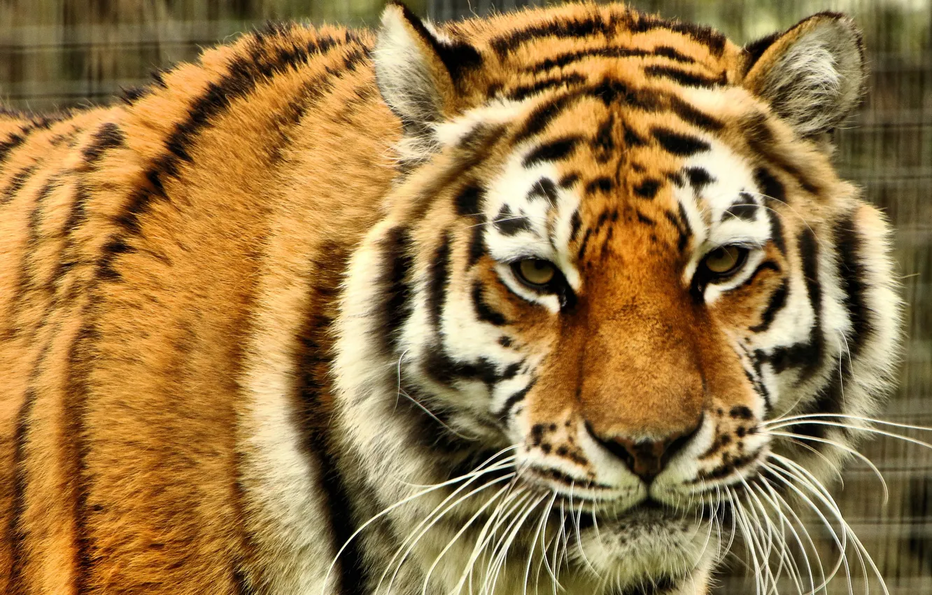 Фото обои взгляд, морда, хищник, дикая кошка, Амурский тигр