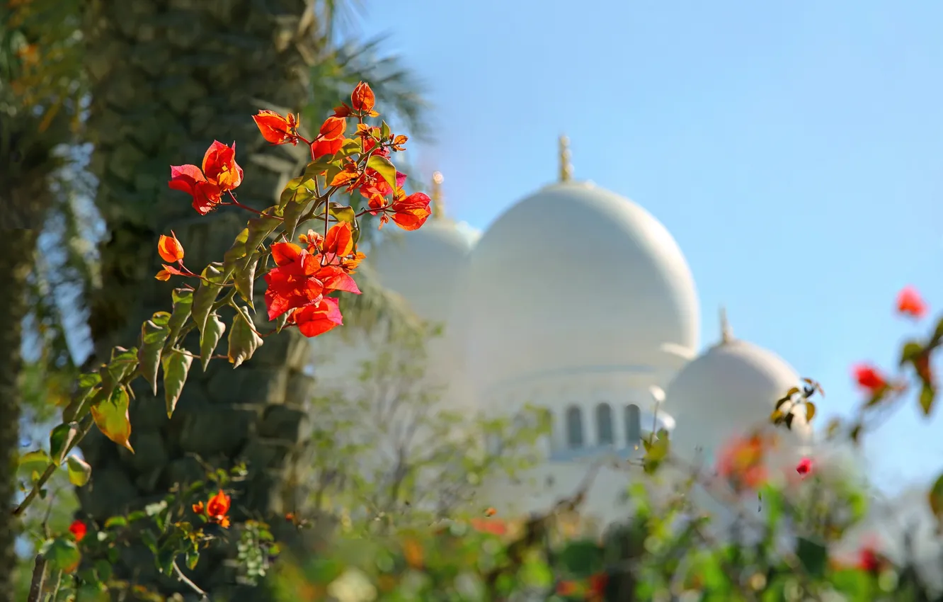 Фото обои цветы, купол, ОАЭ, Абу-Даби, мечеть шейха Зайда