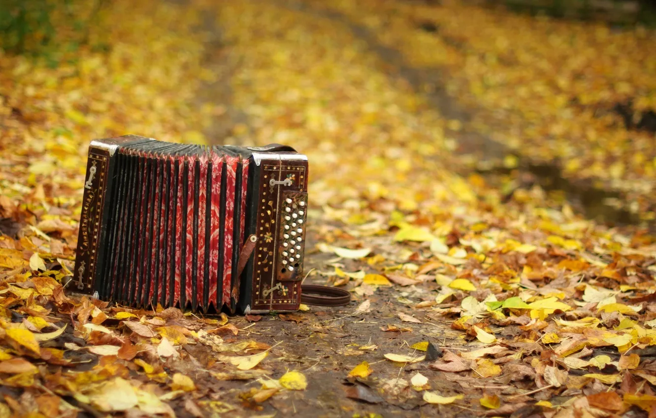 Фото обои осень, листья, музыкальный инструмент, гармонь