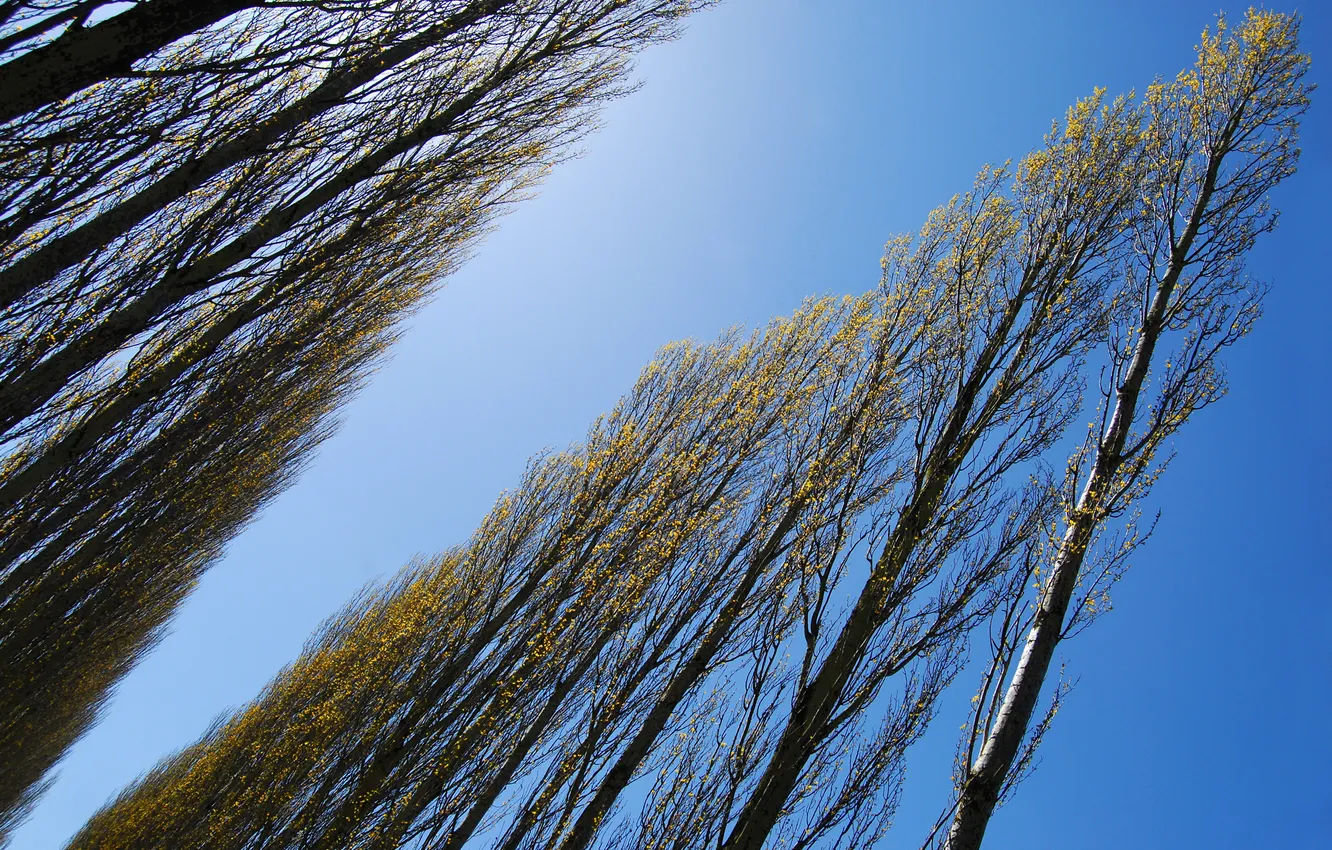 Фото обои небо, деревья, аллея