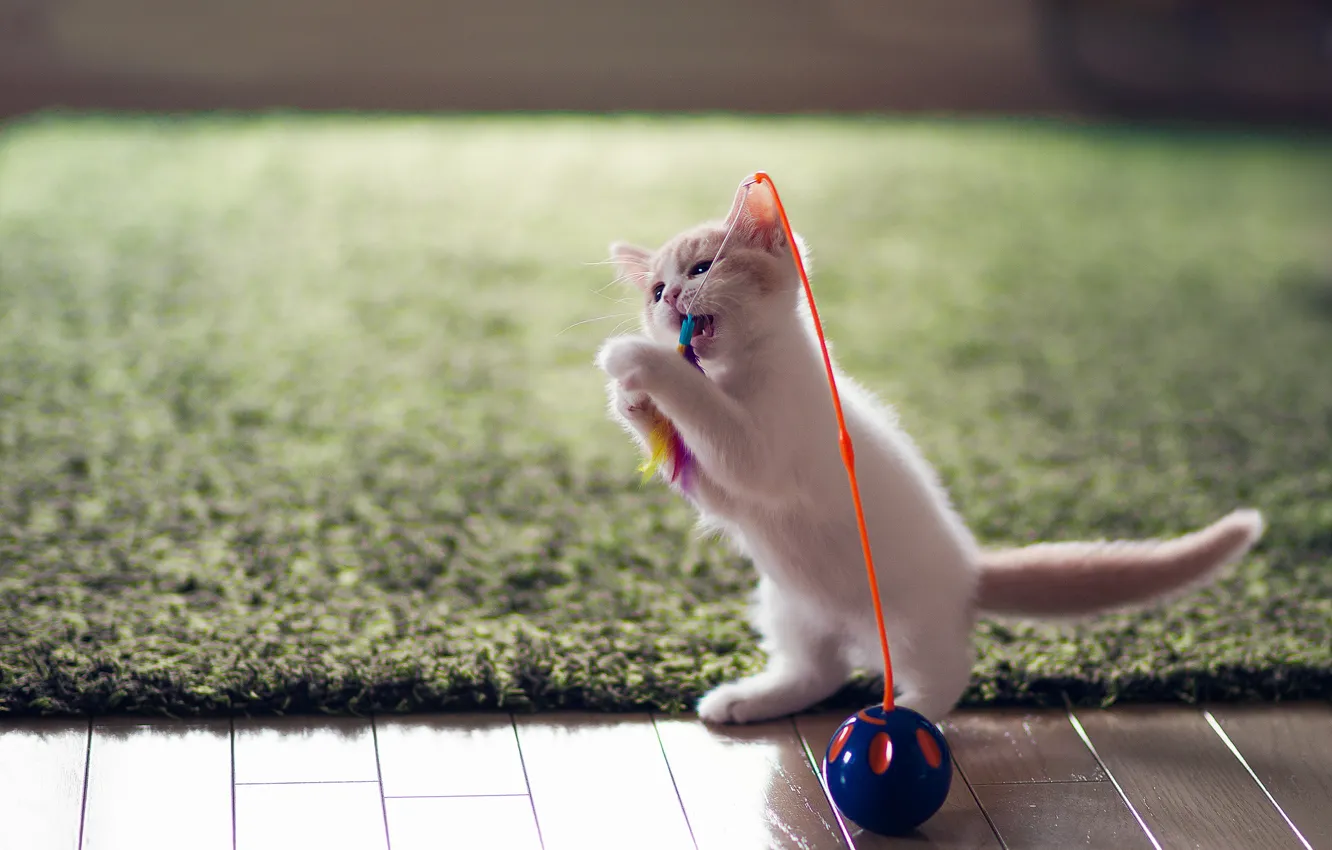 Фото обои игрушка, котёнок, забава