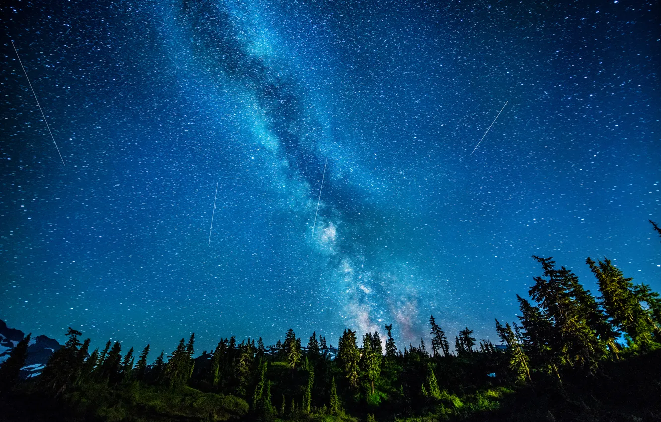 Фото обои лес, звезды, ночь, млечный путь
