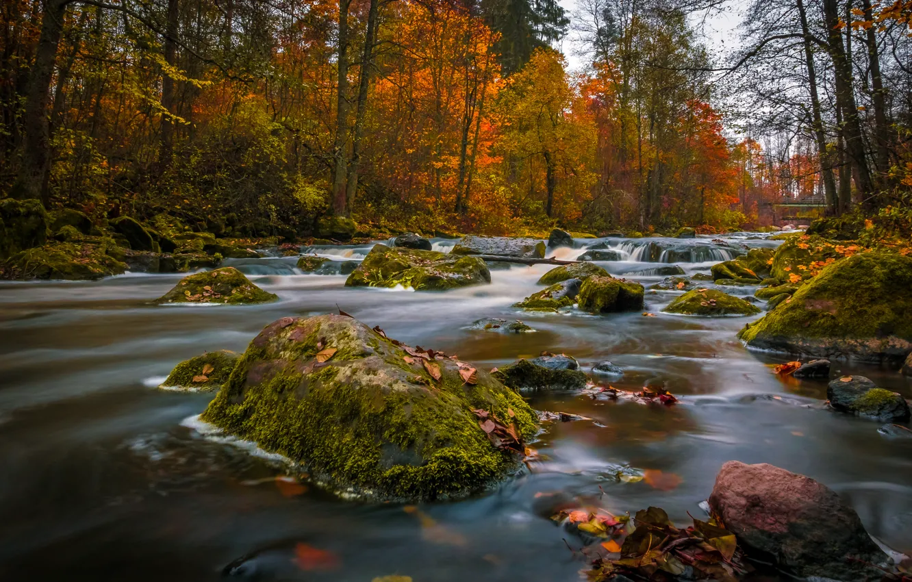 Фото обои осень, лес, река, камни, Финляндия, Finland, Nukari