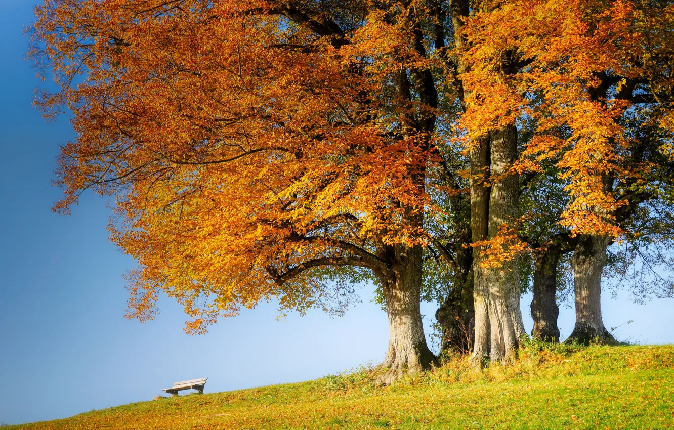 Фото обои осень, деревья, скамейка, листва, холм