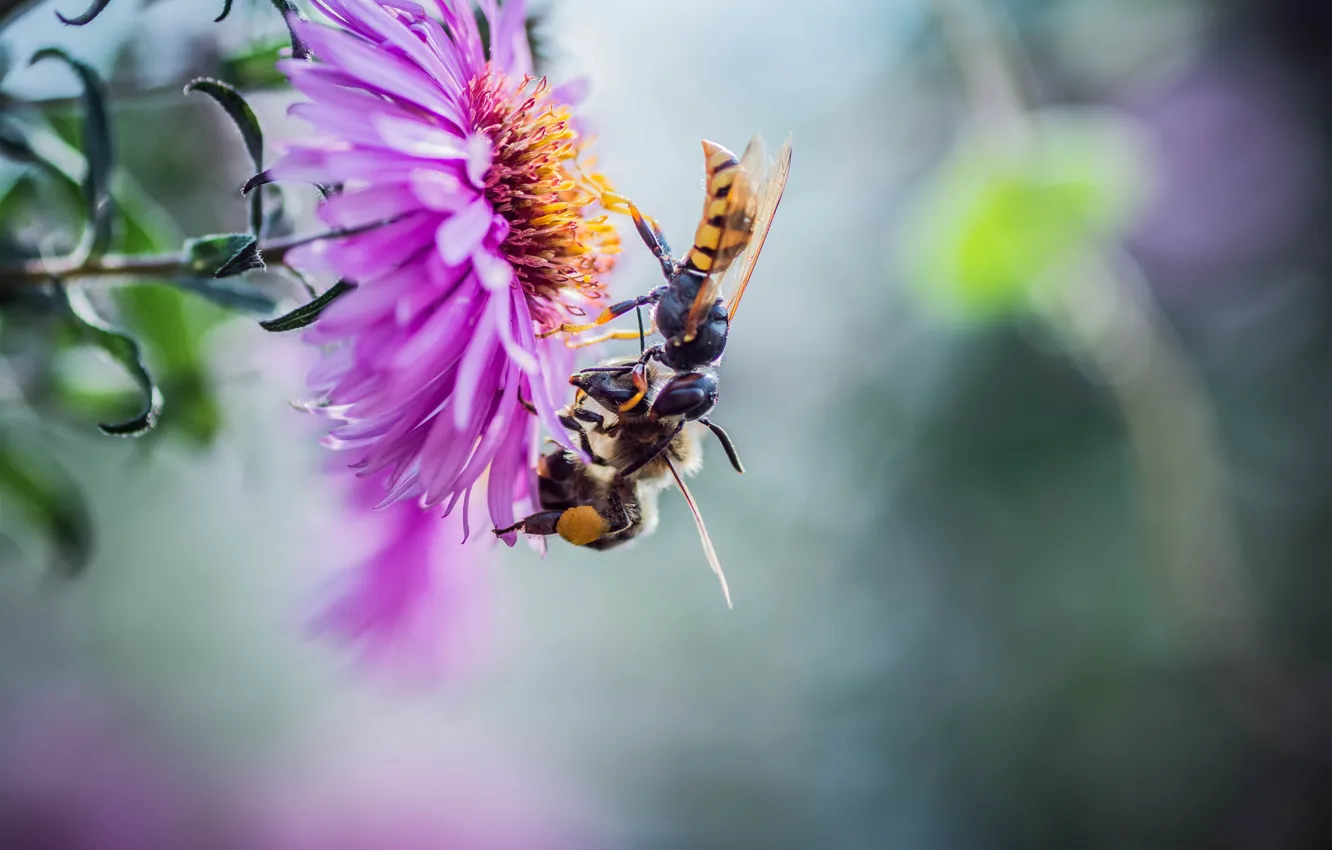 Фото обои цветок, макро, насекомые, природа, парочка, пчёлы