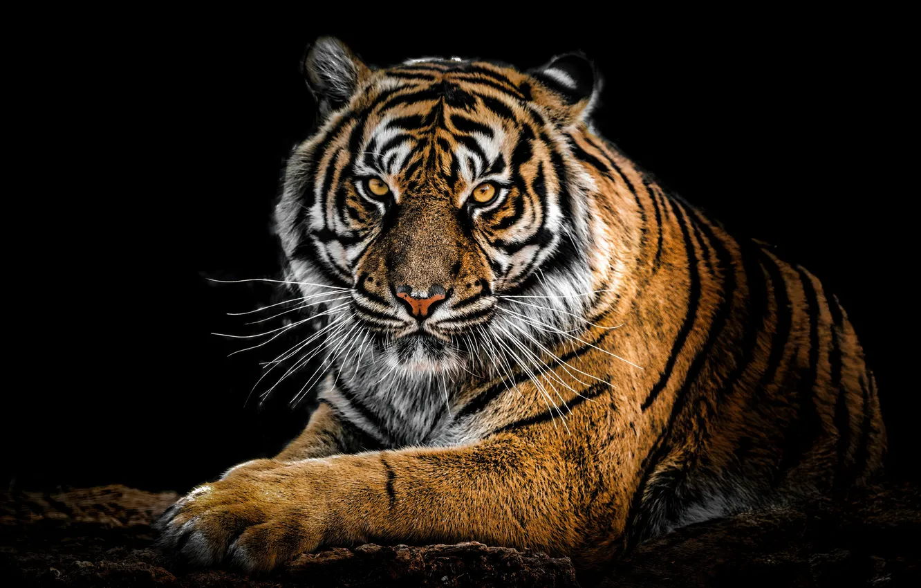 Фото обои tiger, look, dark background, predator