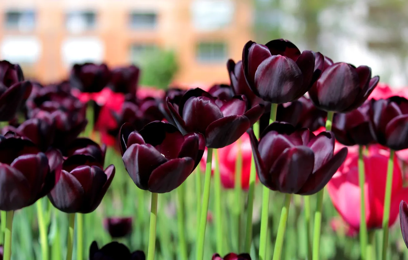 Фото обои Весна, Тюльпаны, Spring, Dark tulips