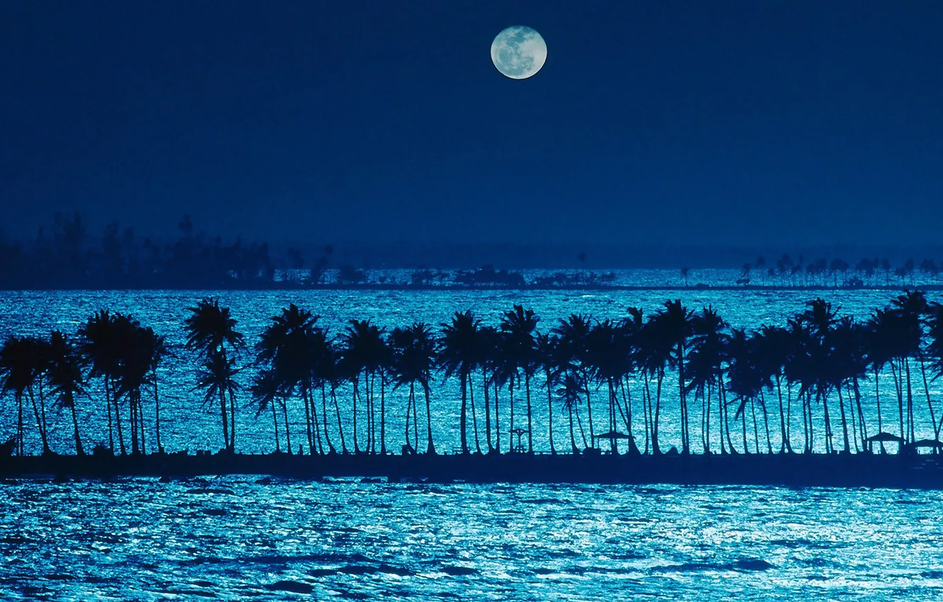 Фото обои море, пляж, ночь, пальмы