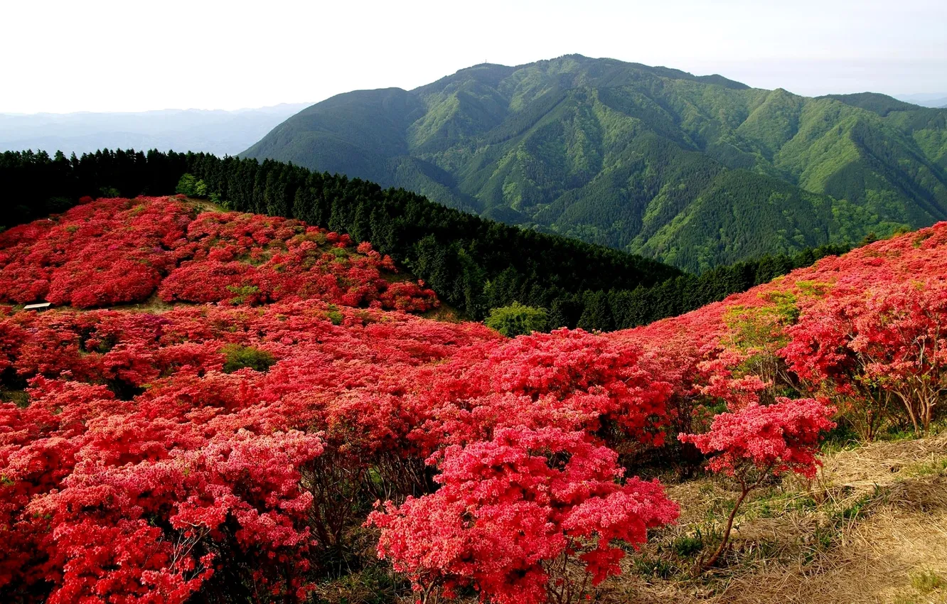 Фото обои поле, лес, пейзаж, цветы, горы, природа, красные, кусты