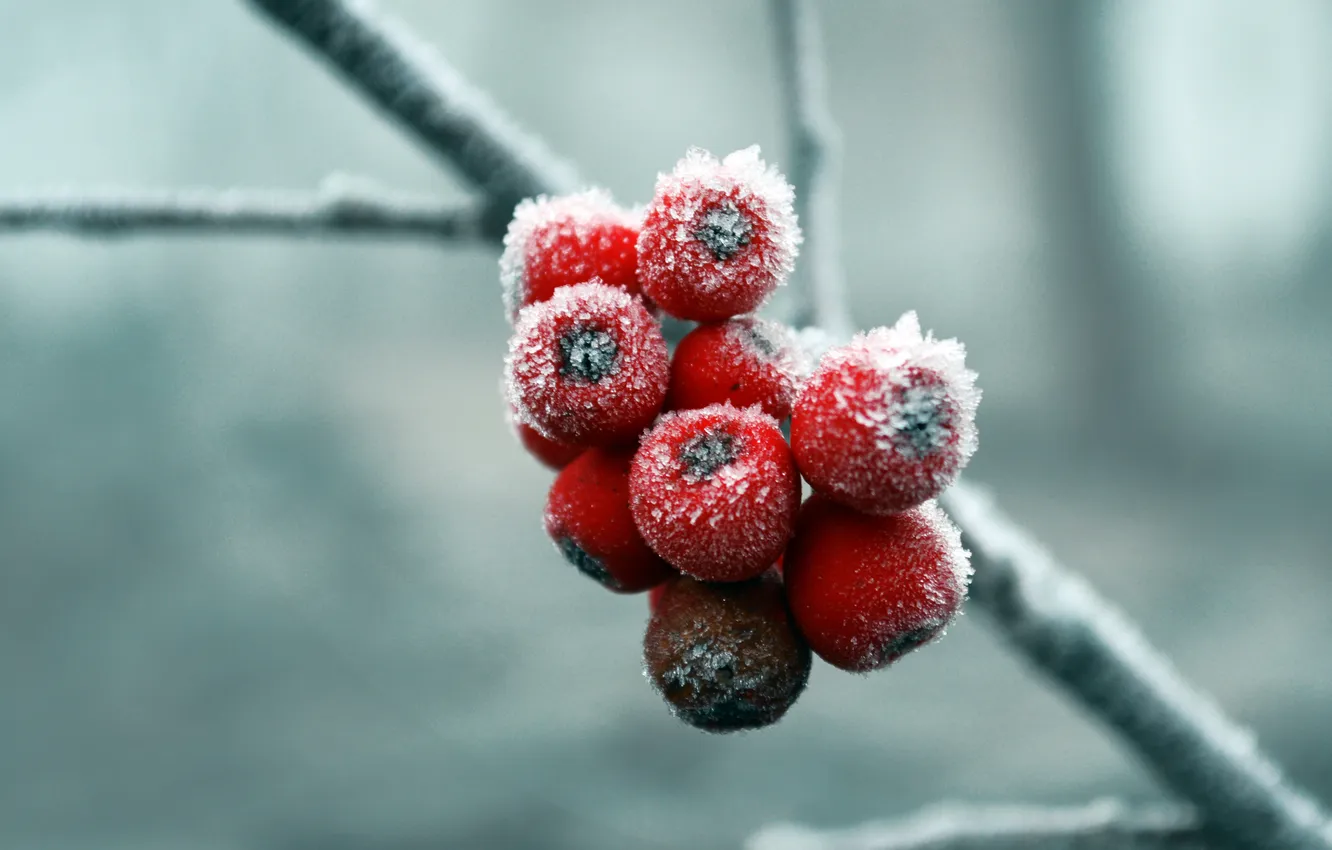 Фото обои зима, снег, ягоды, рябина, холода