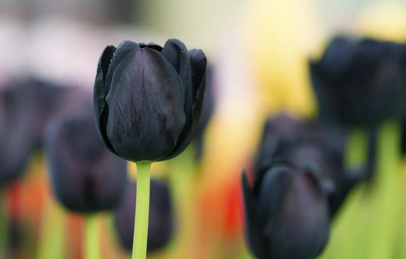 Фото обои макро, фон, чёрный тюльпан