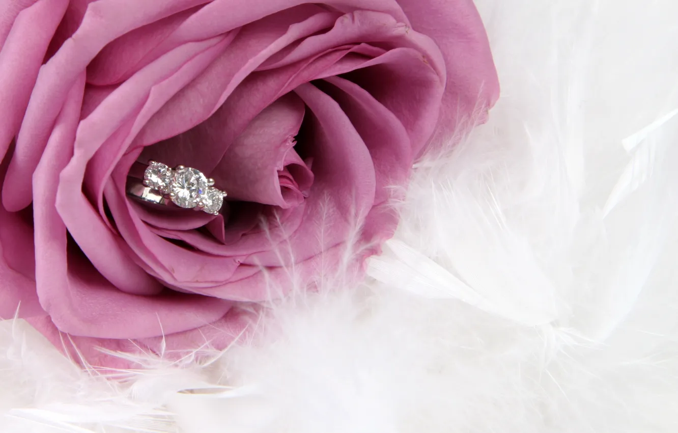Фото обои цветок, роза, кольцо, rose, flower, ring